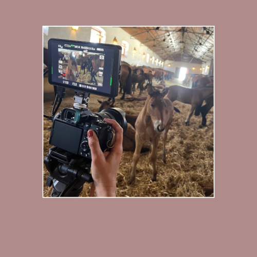 Real Raides Vicentinos